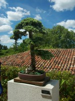 /album/danimayosinfojardin2/bonsai-cedro-azul-cedrus-atlantica-jpg-jpg/